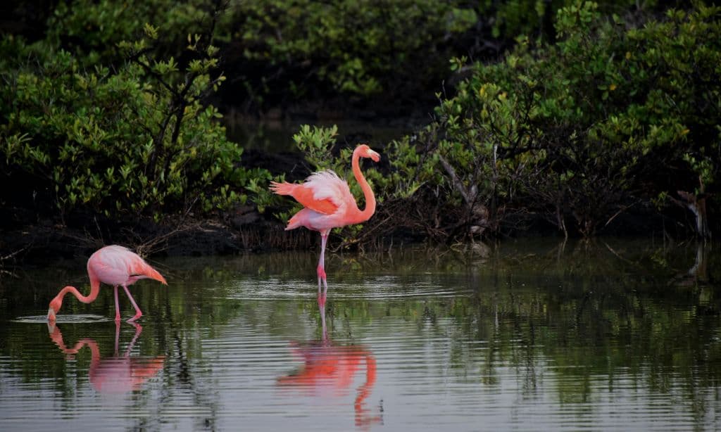 Batticaloa Lagoon
